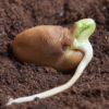 Seed